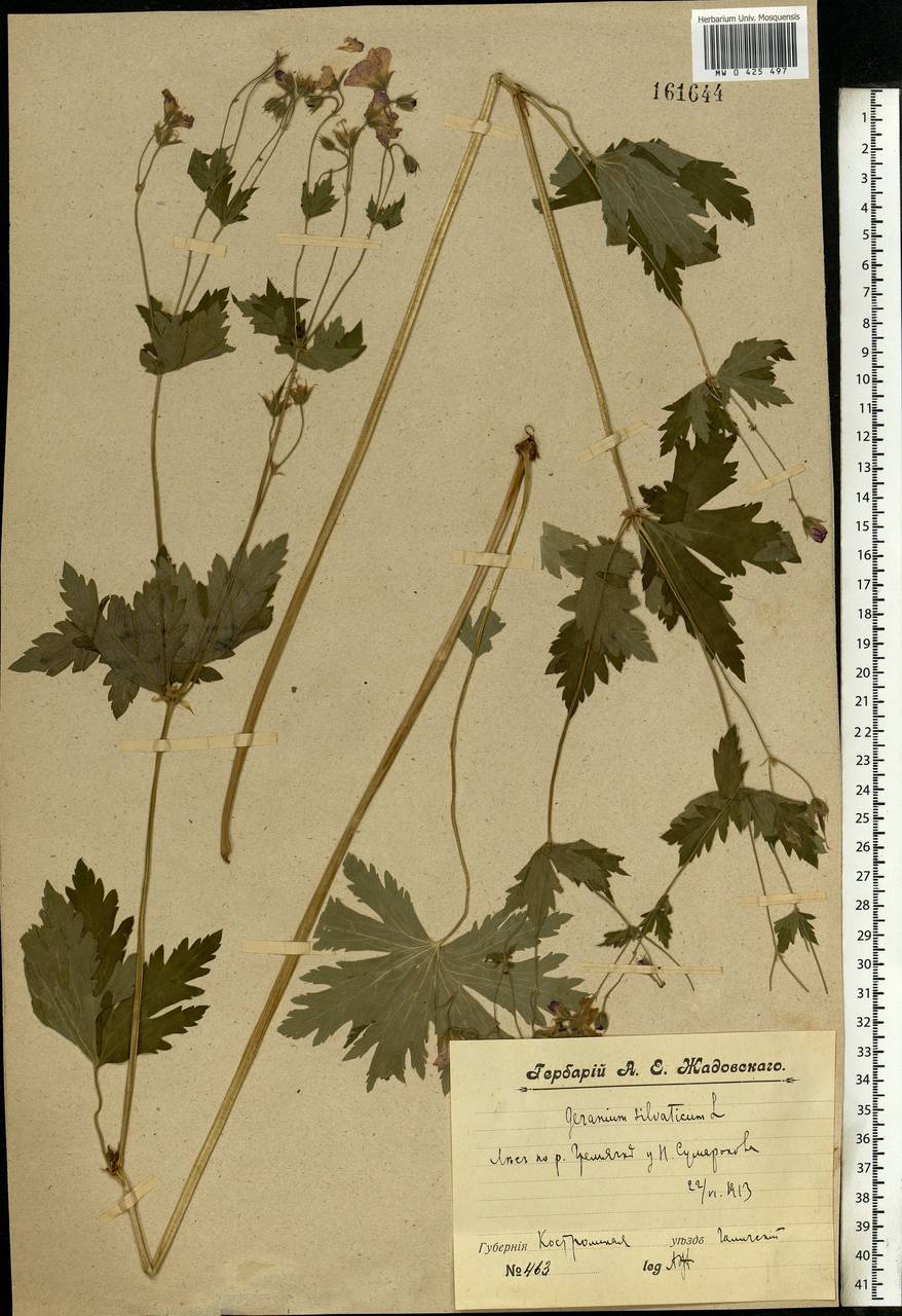 Geranium sylvaticum L., Eastern Europe, Central forest region (E5) (Russia)