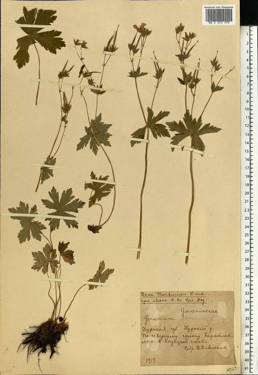 Geranium sylvaticum L., Eastern Europe, Central forest-and-steppe region (E6) (Russia)