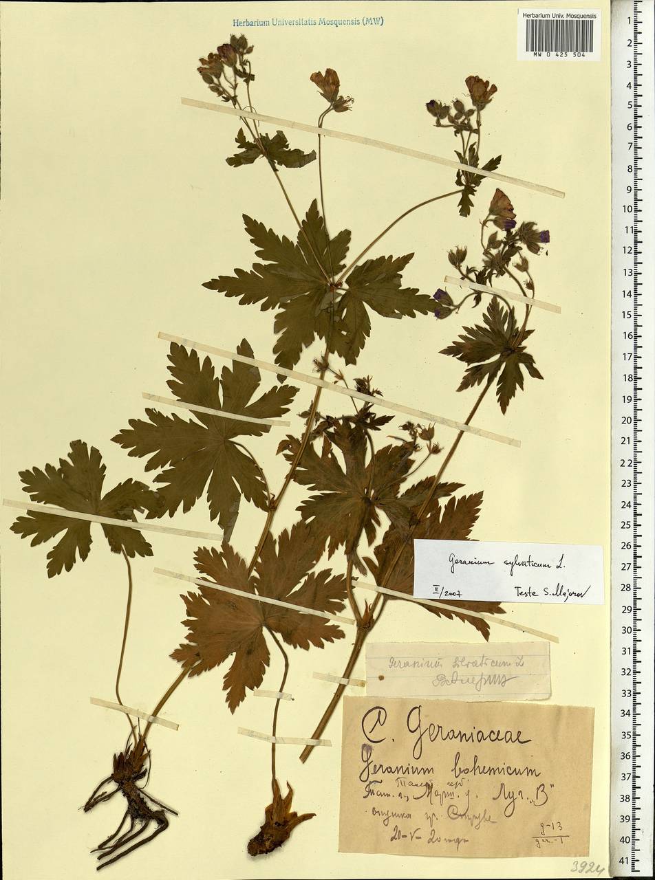 Geranium sylvaticum L., Eastern Europe, Central forest-and-steppe region (E6) (Russia)