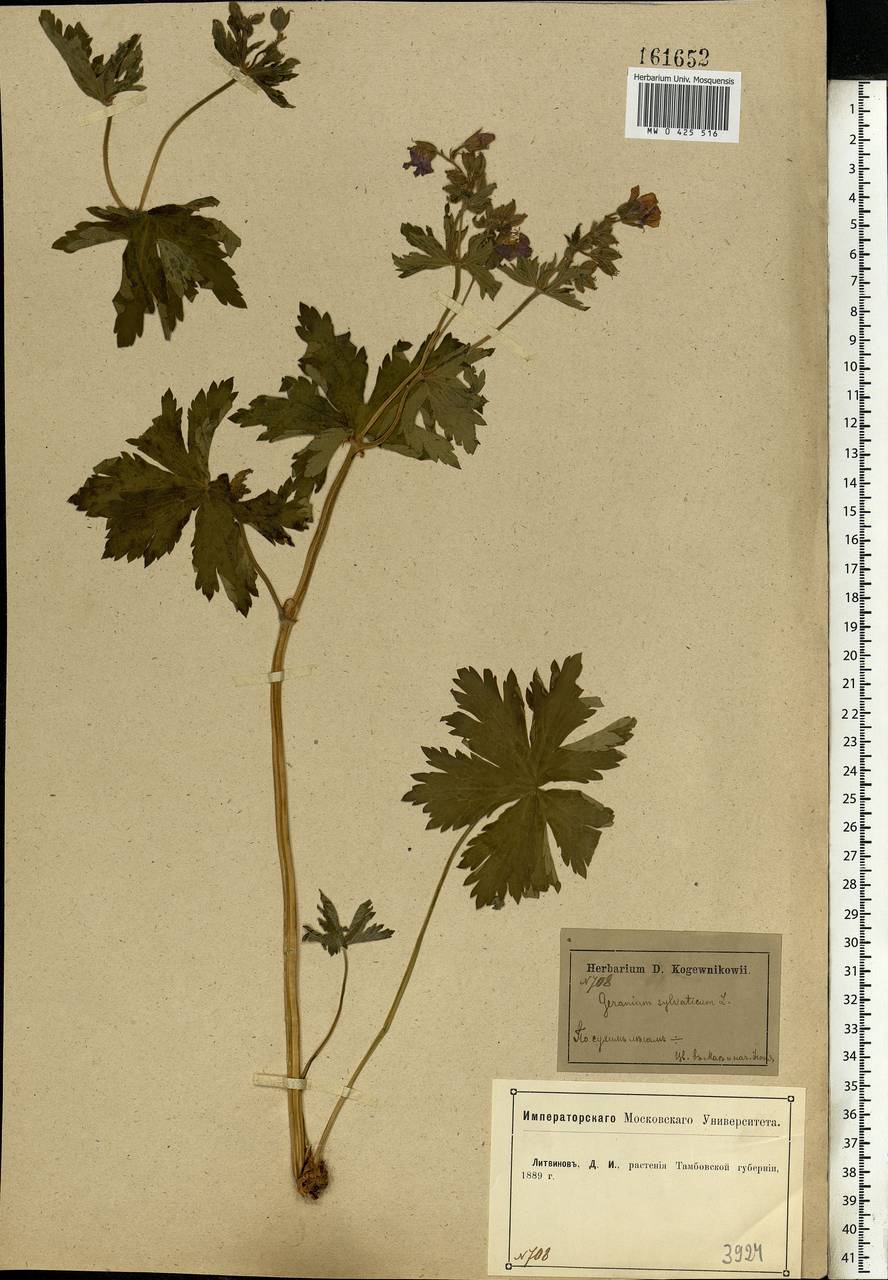 Geranium sylvaticum L., Eastern Europe, Central forest-and-steppe region (E6) (Russia)