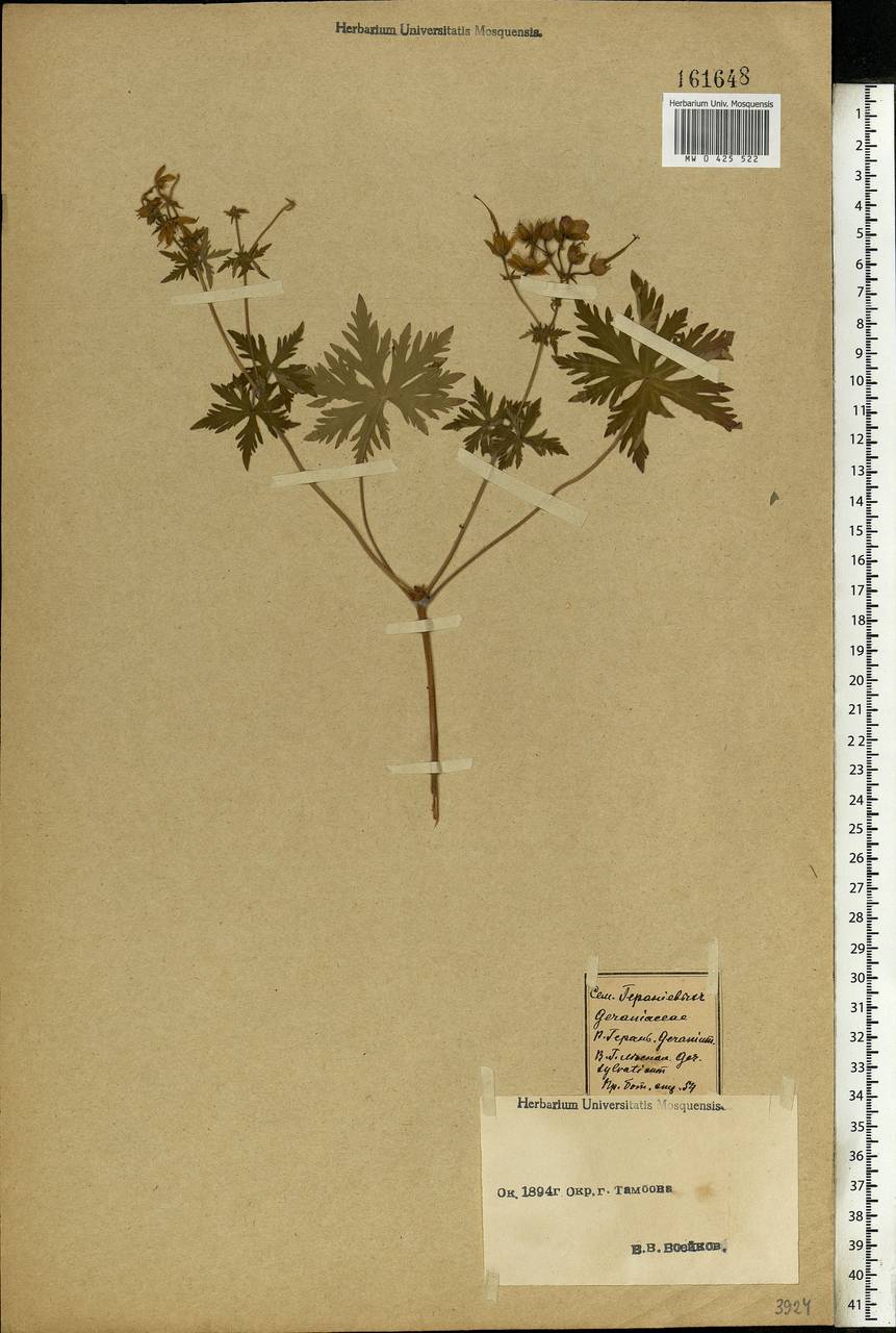 Geranium sylvaticum L., Eastern Europe, Central forest-and-steppe region (E6) (Russia)