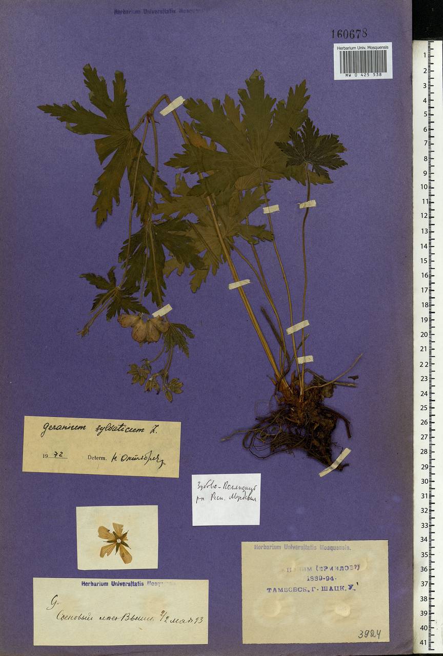 Geranium sylvaticum L., Eastern Europe, Middle Volga region (E8) (Russia)