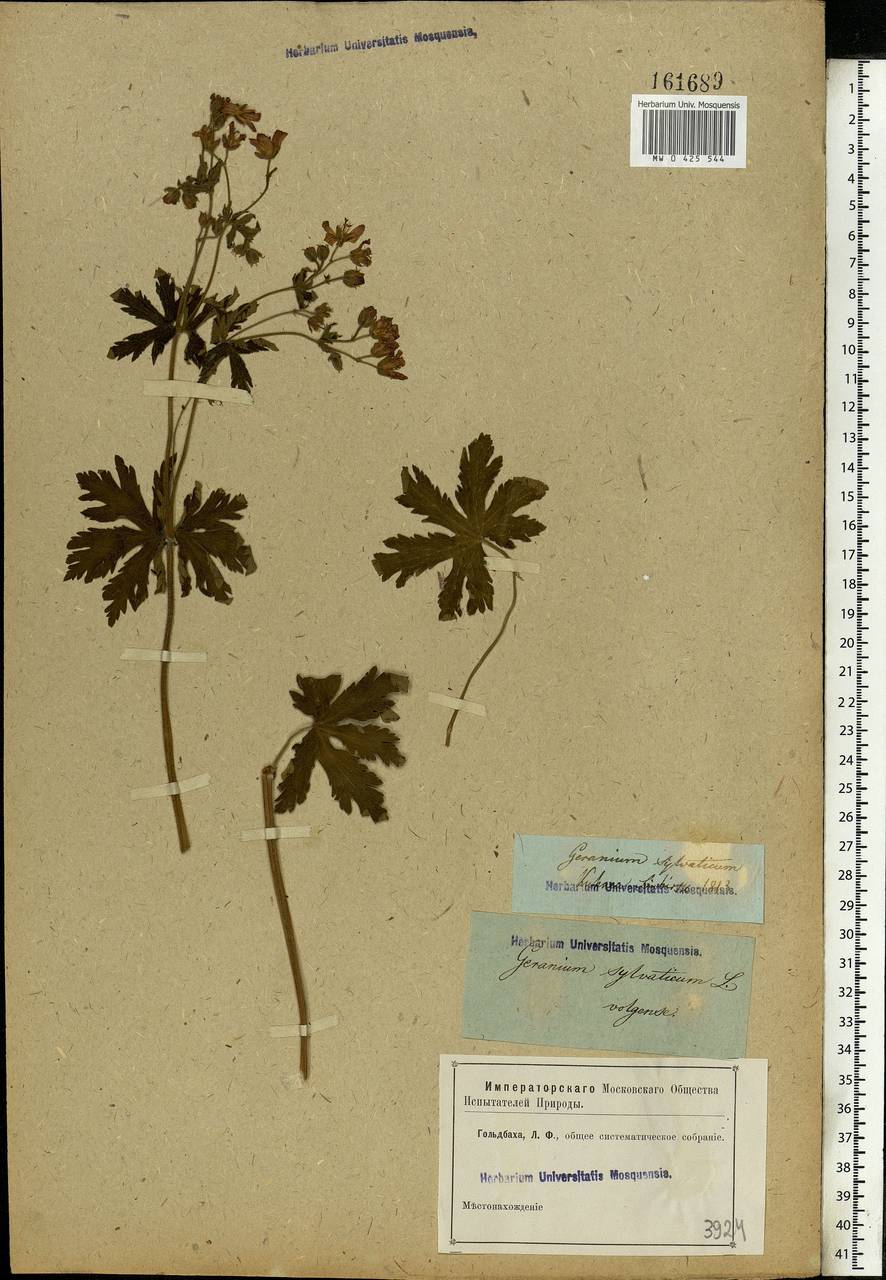 Geranium sylvaticum L., Eastern Europe, Middle Volga region (E8) (Russia)