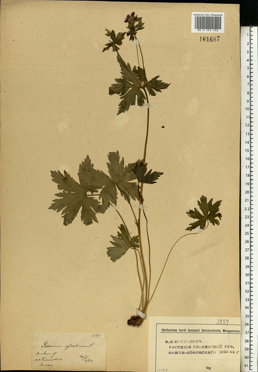 Geranium sylvaticum L., Eastern Europe, Middle Volga region (E8) (Russia)