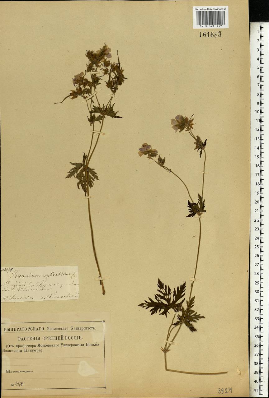 Geranium sylvaticum L., Eastern Europe, Middle Volga region (E8) (Russia)