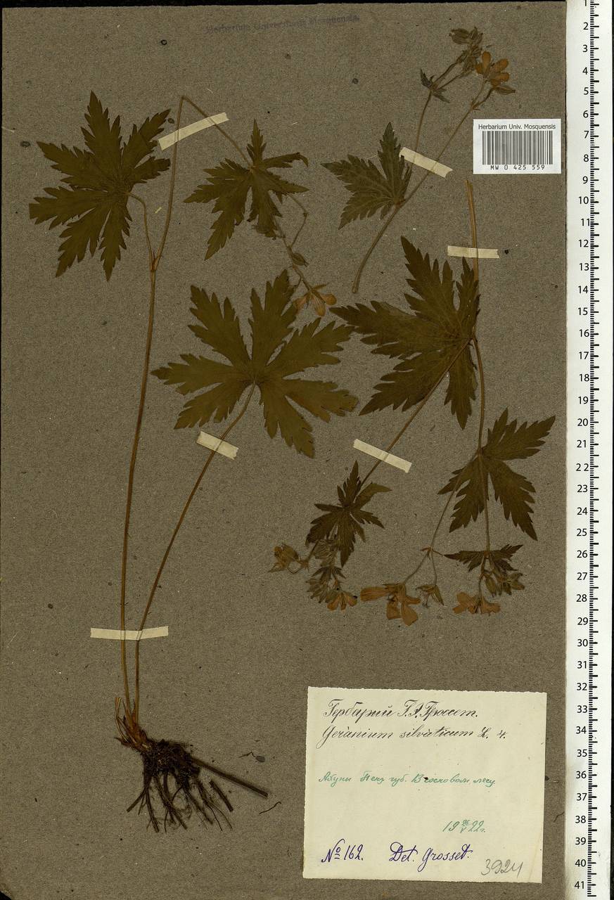 Geranium sylvaticum L., Eastern Europe, Middle Volga region (E8) (Russia)