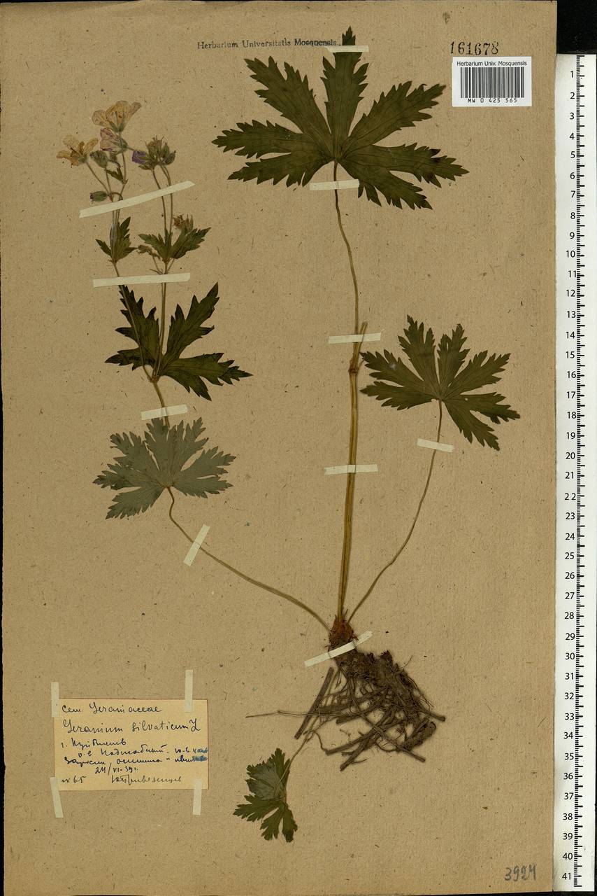 Geranium sylvaticum L., Eastern Europe, Middle Volga region (E8) (Russia)