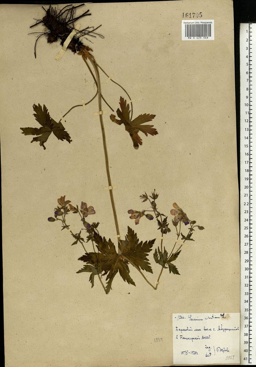 Geranium sylvaticum L., Eastern Europe, Eastern region (E10) (Russia)