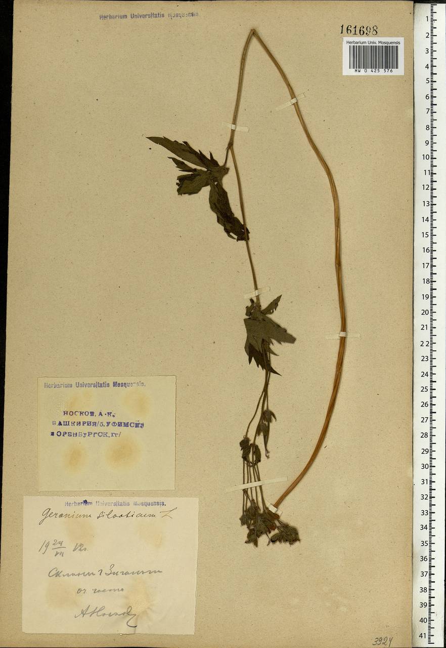 Geranium sylvaticum L., Eastern Europe, Eastern region (E10) (Russia)