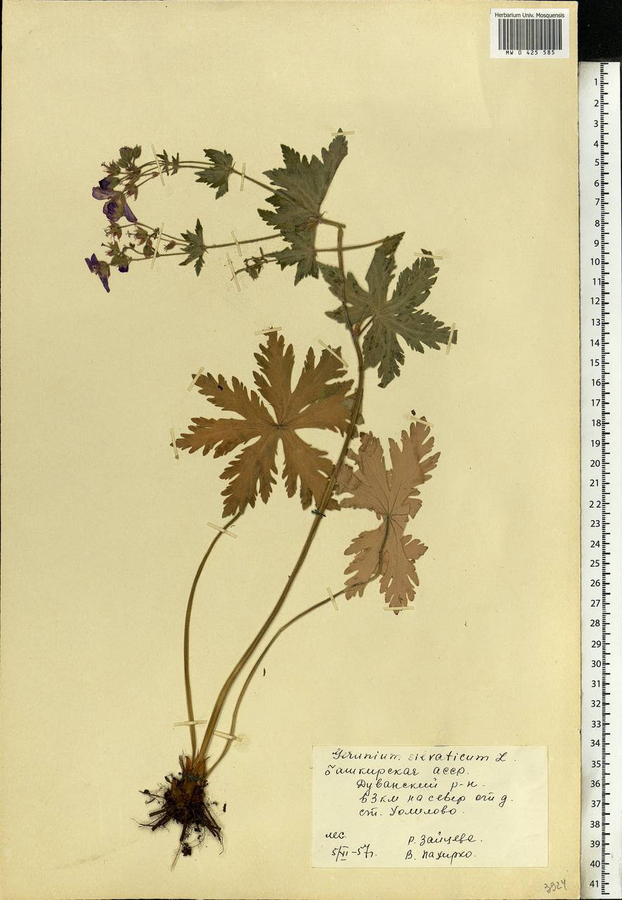 Geranium sylvaticum L., Eastern Europe, Eastern region (E10) (Russia)