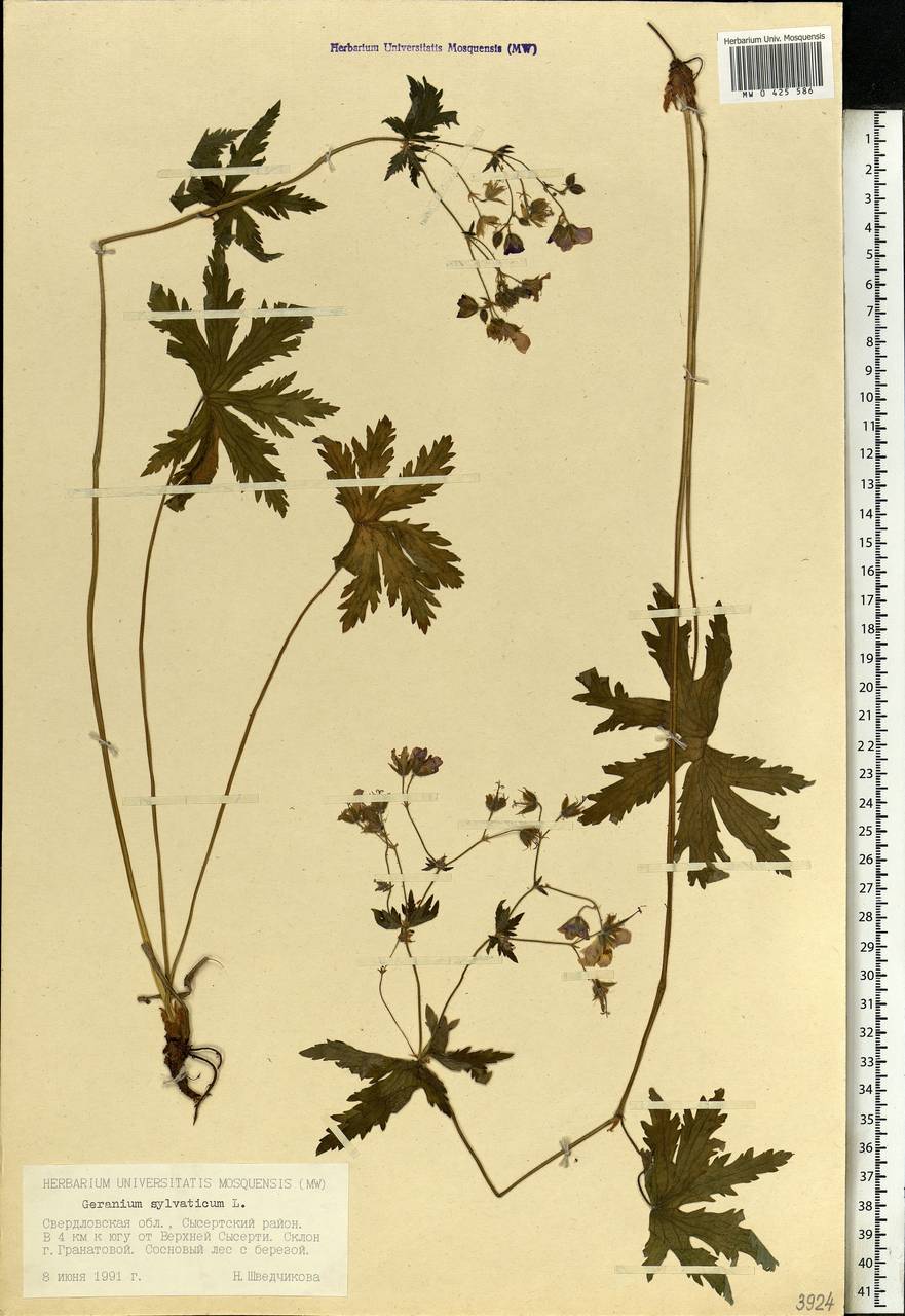 Geranium sylvaticum L., Eastern Europe, Eastern region (E10) (Russia)