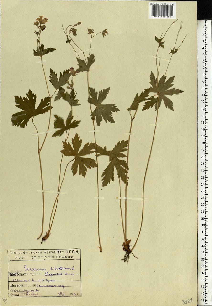 Geranium sylvaticum L., Eastern Europe, Eastern region (E10) (Russia)