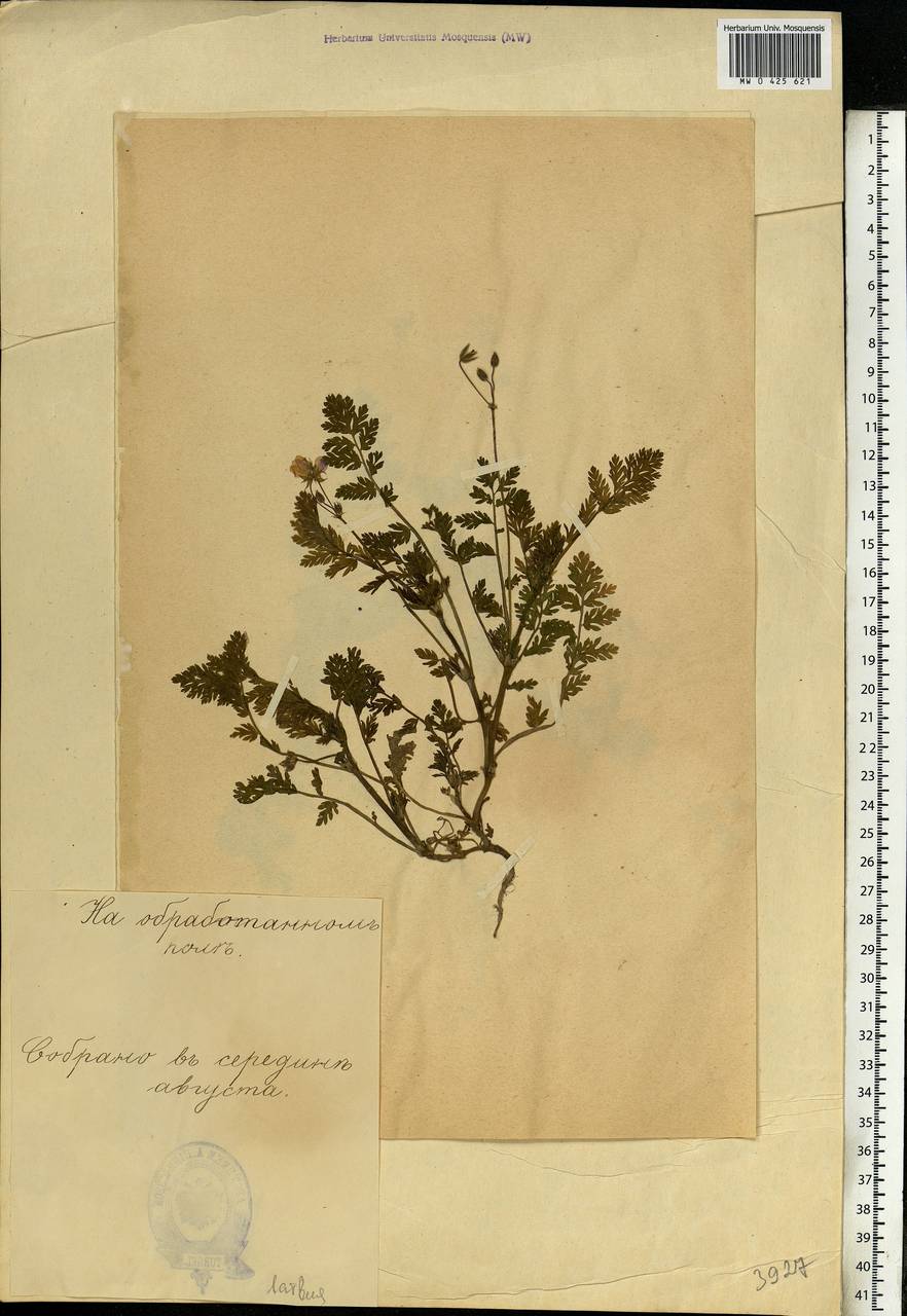 Erodium cicutarium (L.) L'Hér., Eastern Europe, Estonia (E2c) (Estonia)