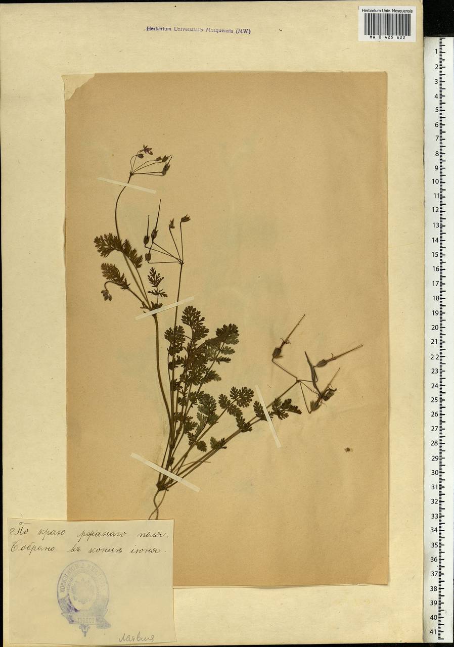 Erodium cicutarium (L.) L'Hér., Eastern Europe, Estonia (E2c) (Estonia)