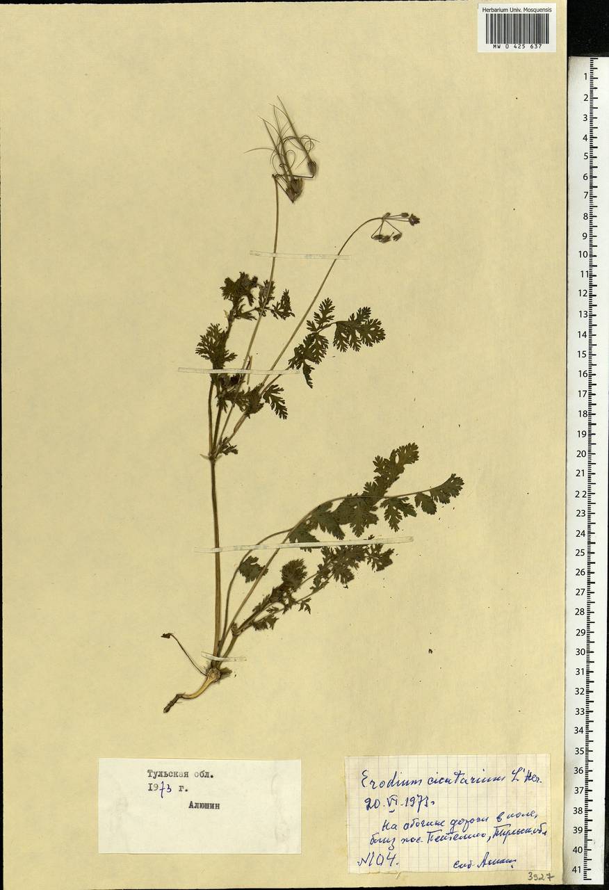 Erodium cicutarium, Eastern Europe, Central region (E4) (Russia)