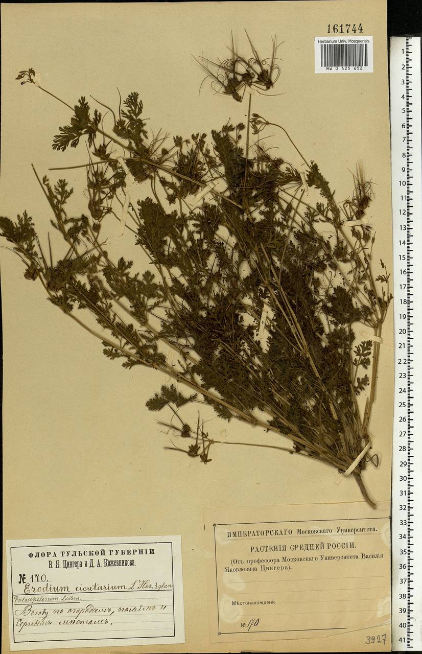 Erodium cicutarium (L.) L'Hér., Eastern Europe, Central region (E4) (Russia)