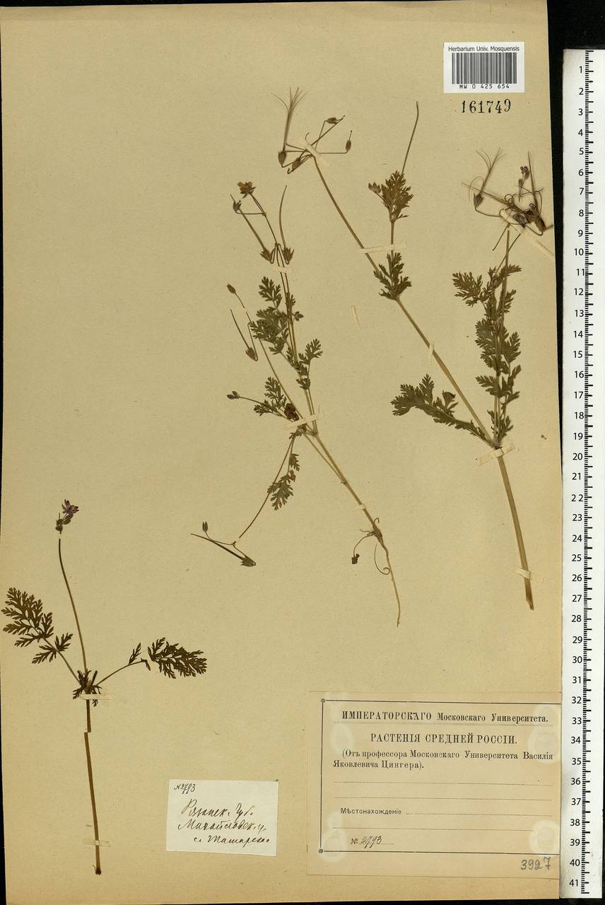 Erodium cicutarium, Eastern Europe, Central region (E4) (Russia)