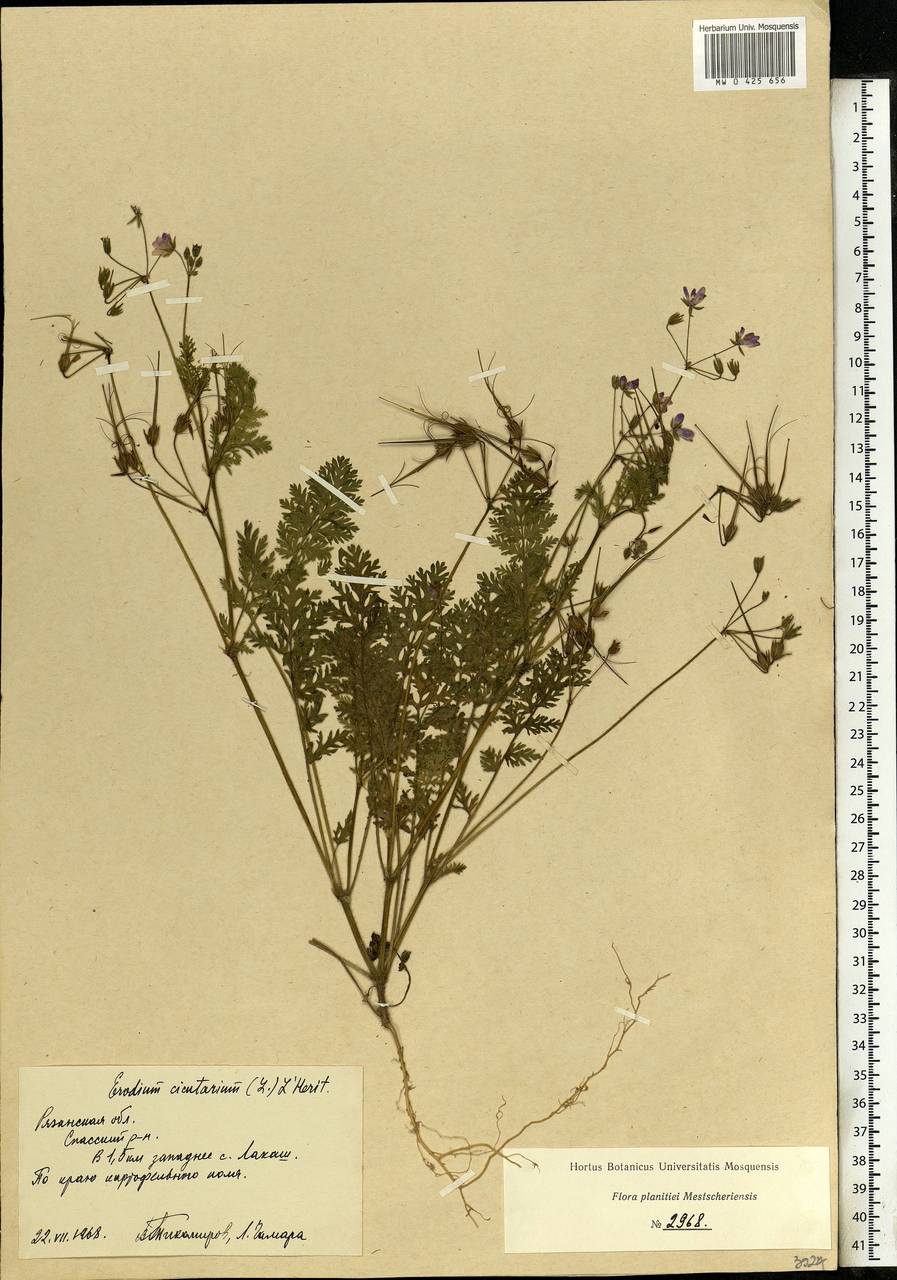 Erodium cicutarium, Eastern Europe, Central region (E4) (Russia)