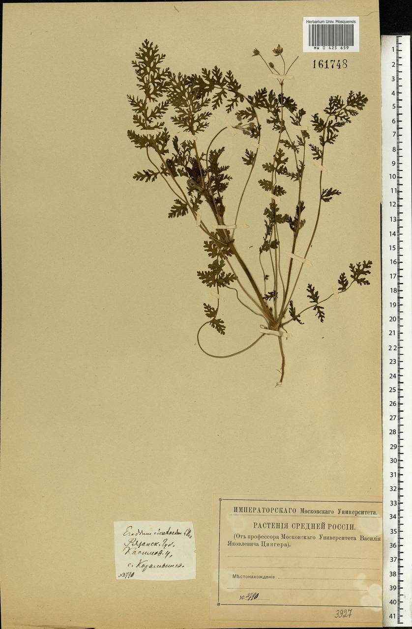 Erodium cicutarium, Eastern Europe, Central region (E4) (Russia)