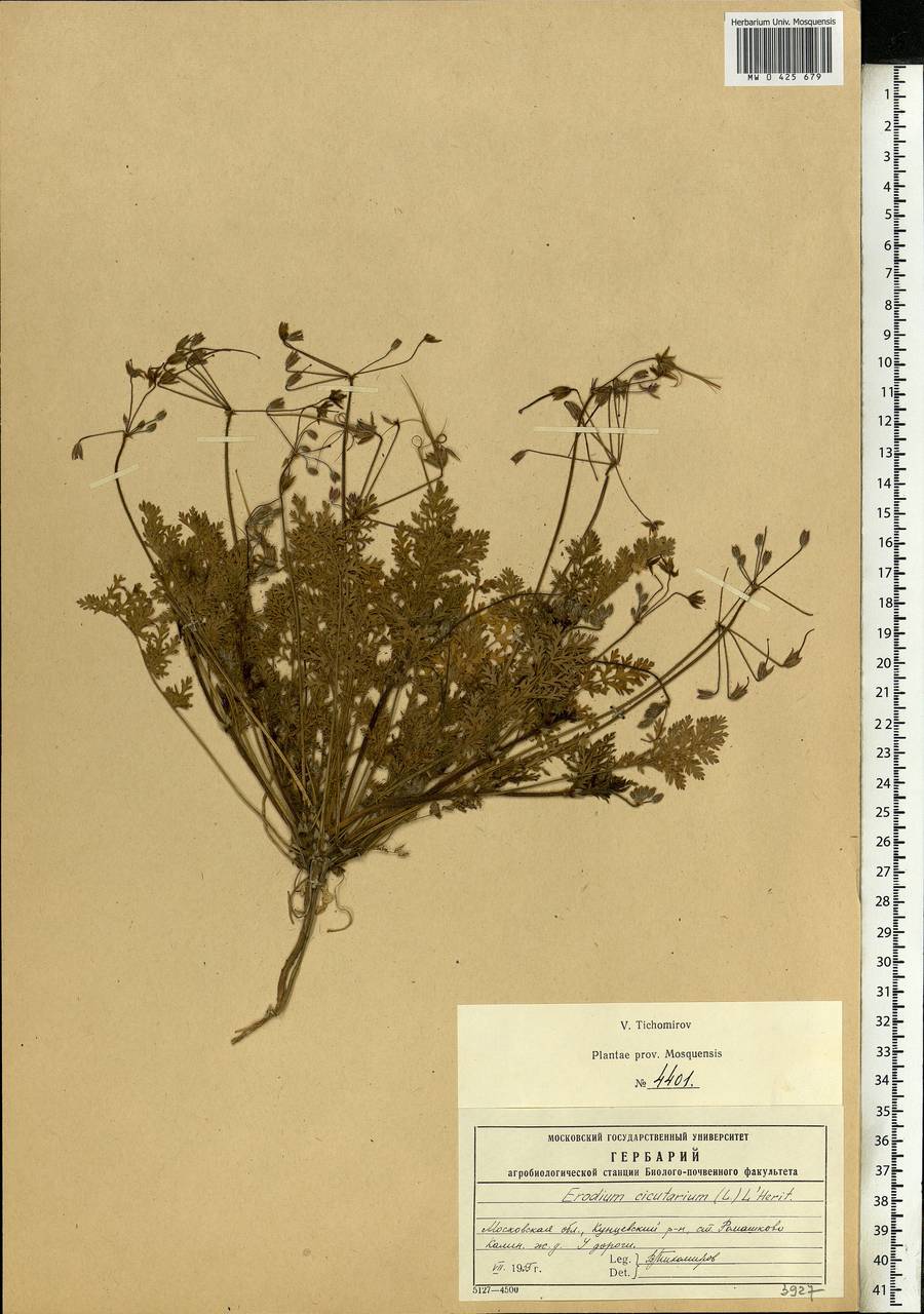 Erodium cicutarium (L.) L'Hér., Eastern Europe, Moscow region (E4a) (Russia)