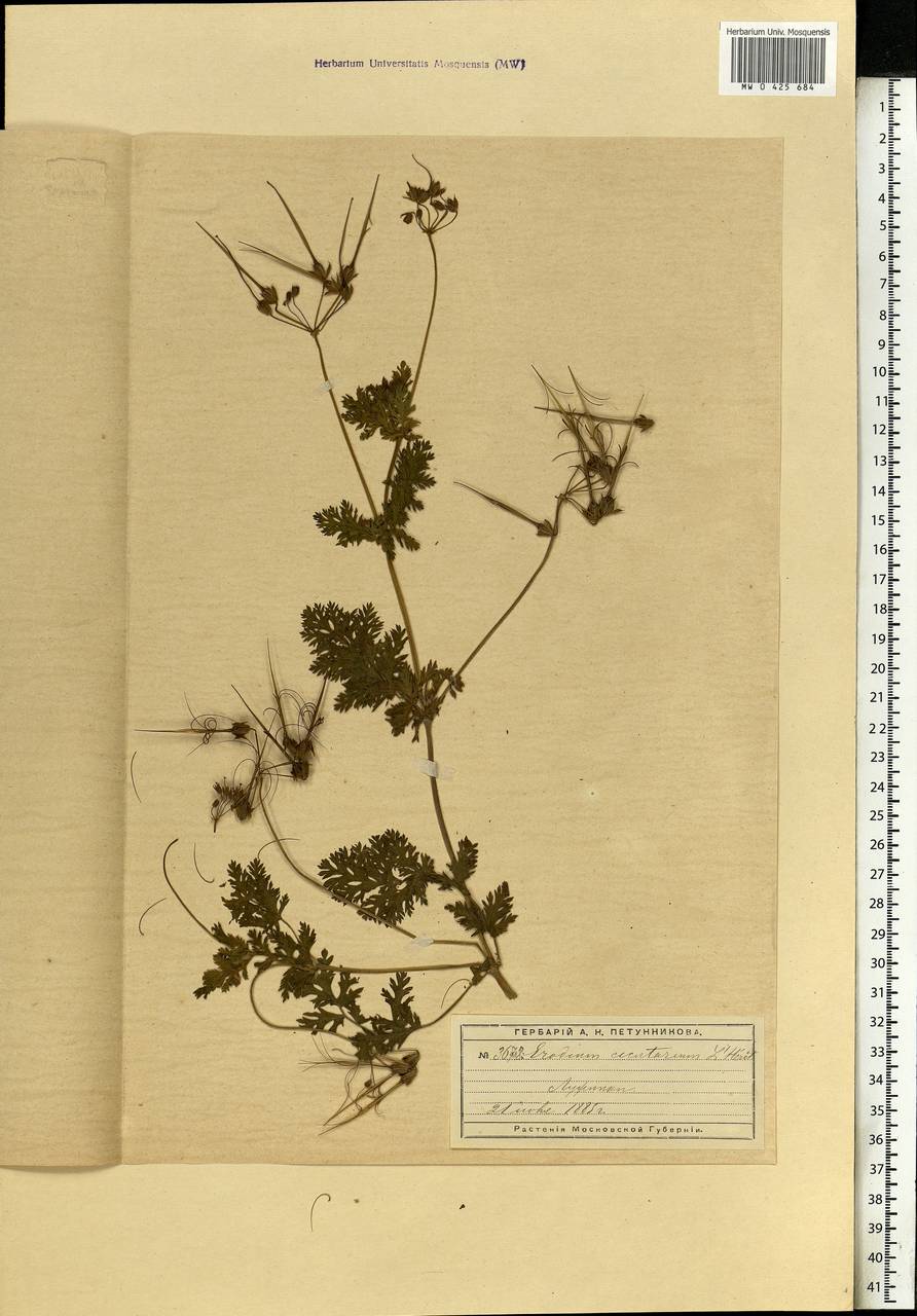 Erodium cicutarium, Eastern Europe, Moscow region (E4a) (Russia)