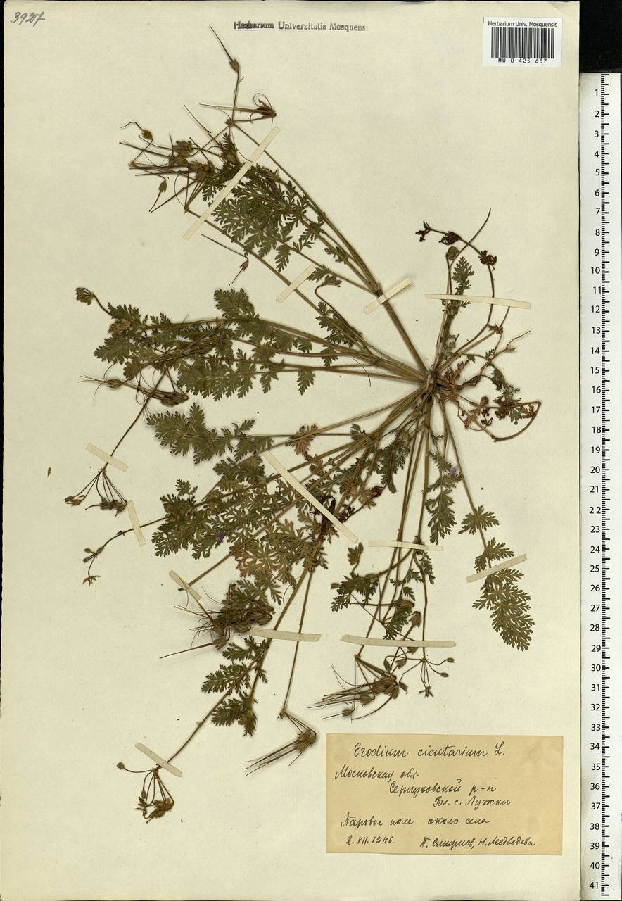 Erodium cicutarium, Eastern Europe, Moscow region (E4a) (Russia)