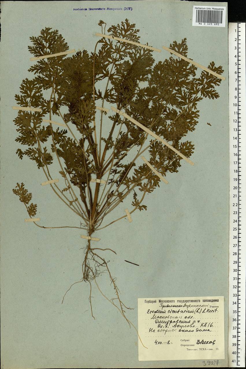 Erodium cicutarium, Eastern Europe, Moscow region (E4a) (Russia)