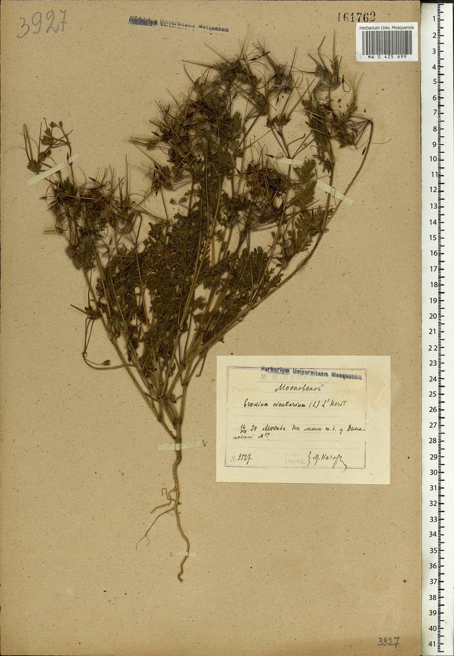 Erodium cicutarium, Eastern Europe, Moscow region (E4a) (Russia)