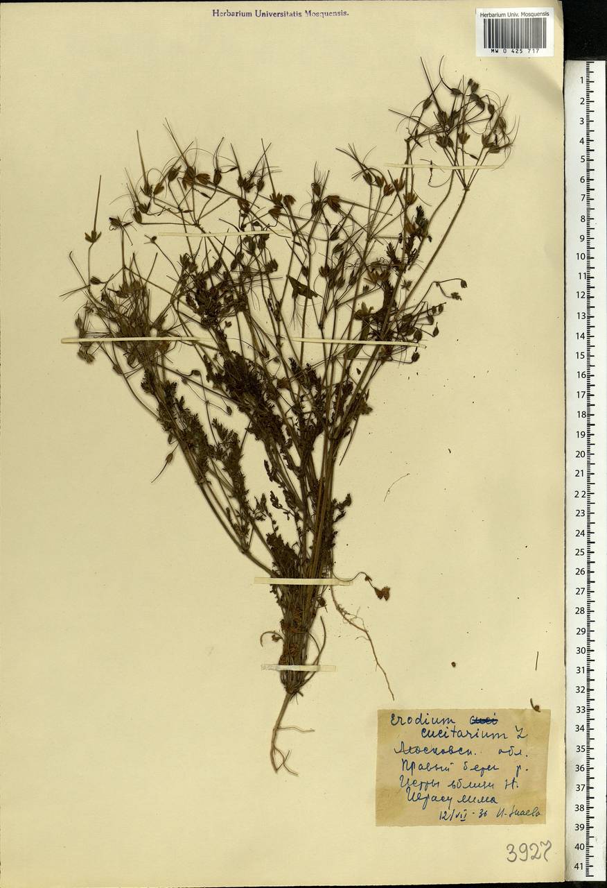 Erodium cicutarium (L.) L'Hér., Eastern Europe, Moscow region (E4a) (Russia)