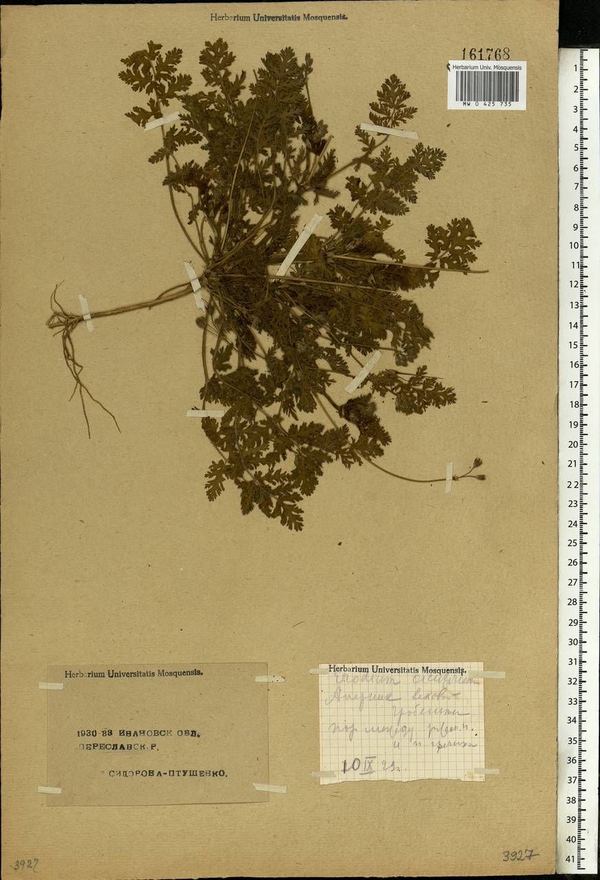 Erodium cicutarium, Eastern Europe, Central forest region (E5) (Russia)