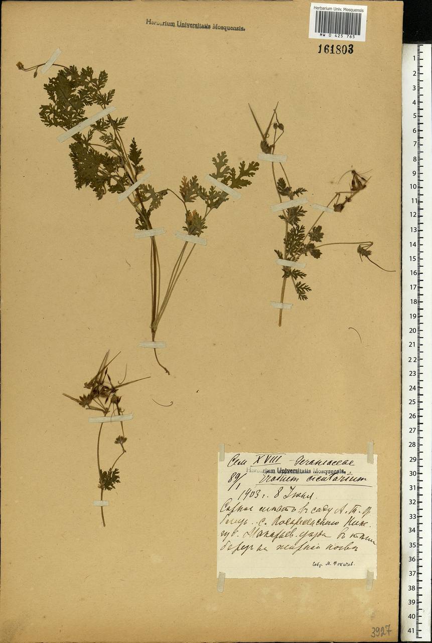 Erodium cicutarium (L.) L'Hér., Eastern Europe, Volga-Kama region (E7) (Russia)