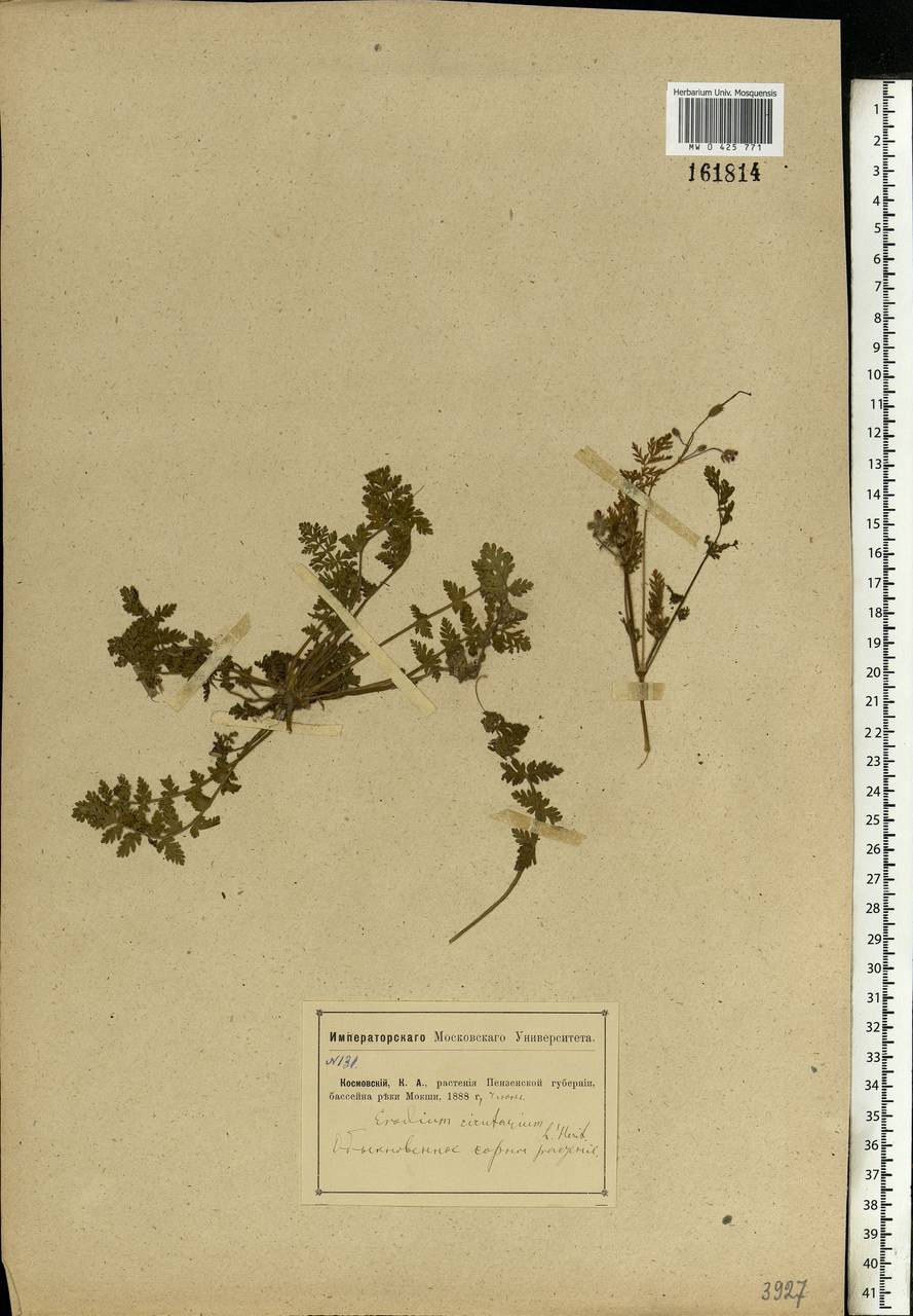 Erodium cicutarium, Eastern Europe, Middle Volga region (E8) (Russia)