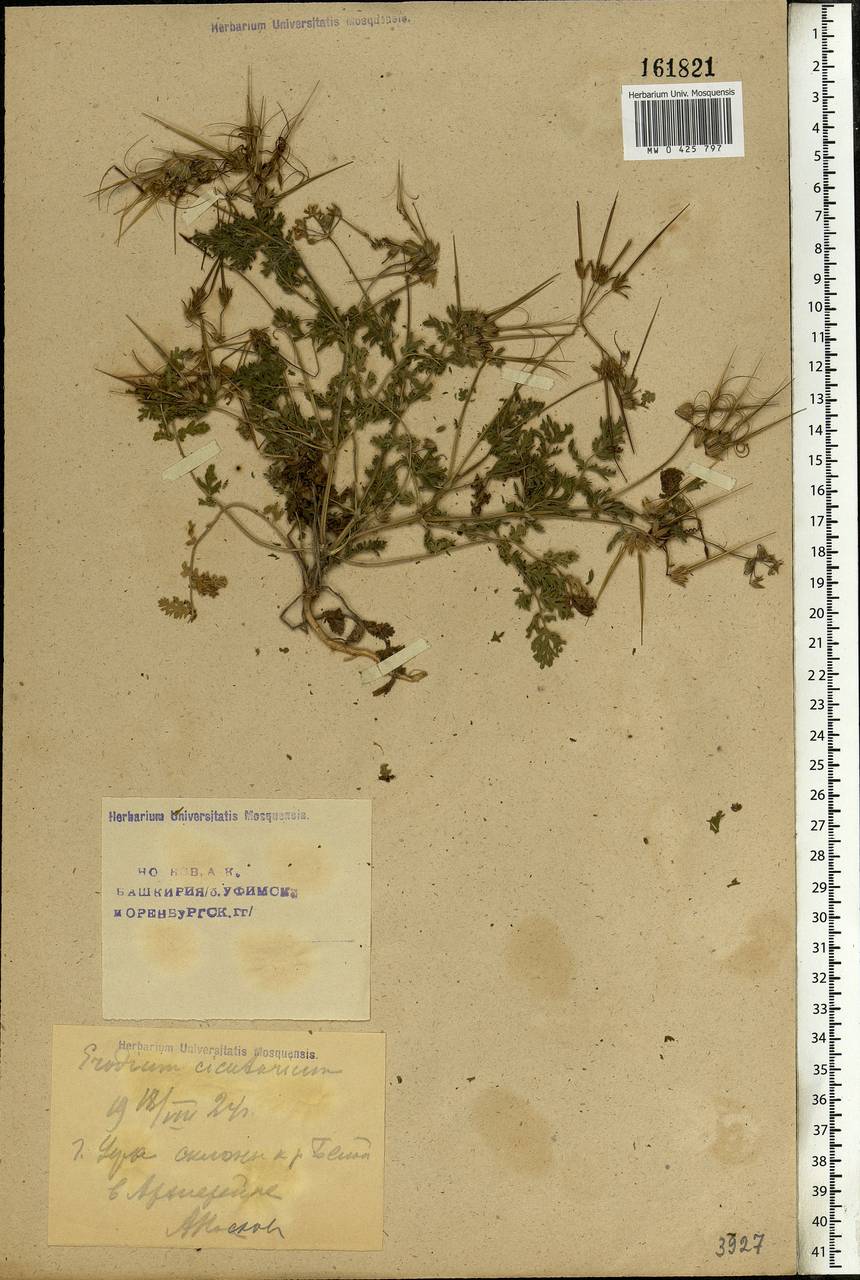 Erodium cicutarium (L.) L'Hér., Eastern Europe, Eastern region (E10) (Russia)