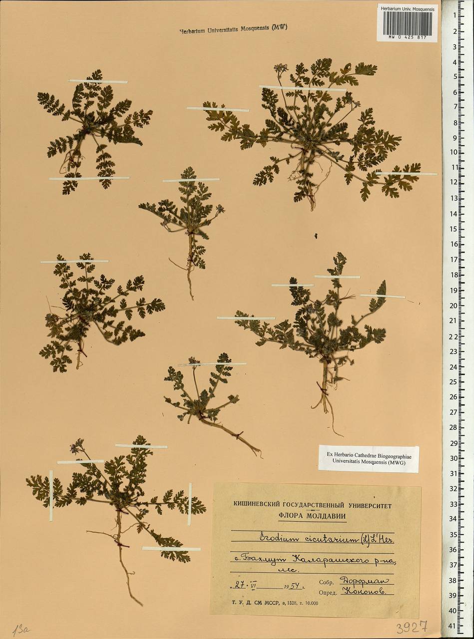 Erodium cicutarium (L.) L'Hér., Eastern Europe, Moldova (E13a) (Moldova)