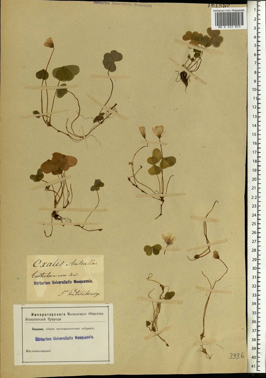 Oxalis acetosella L., Eastern Europe, North-Western region (E2) (Russia)