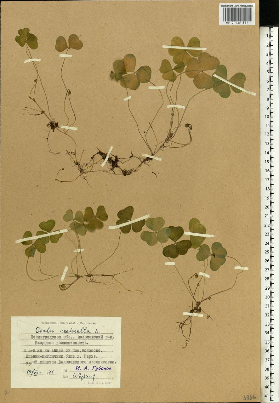 Oxalis acetosella L., Eastern Europe, North-Western region (E2) (Russia)