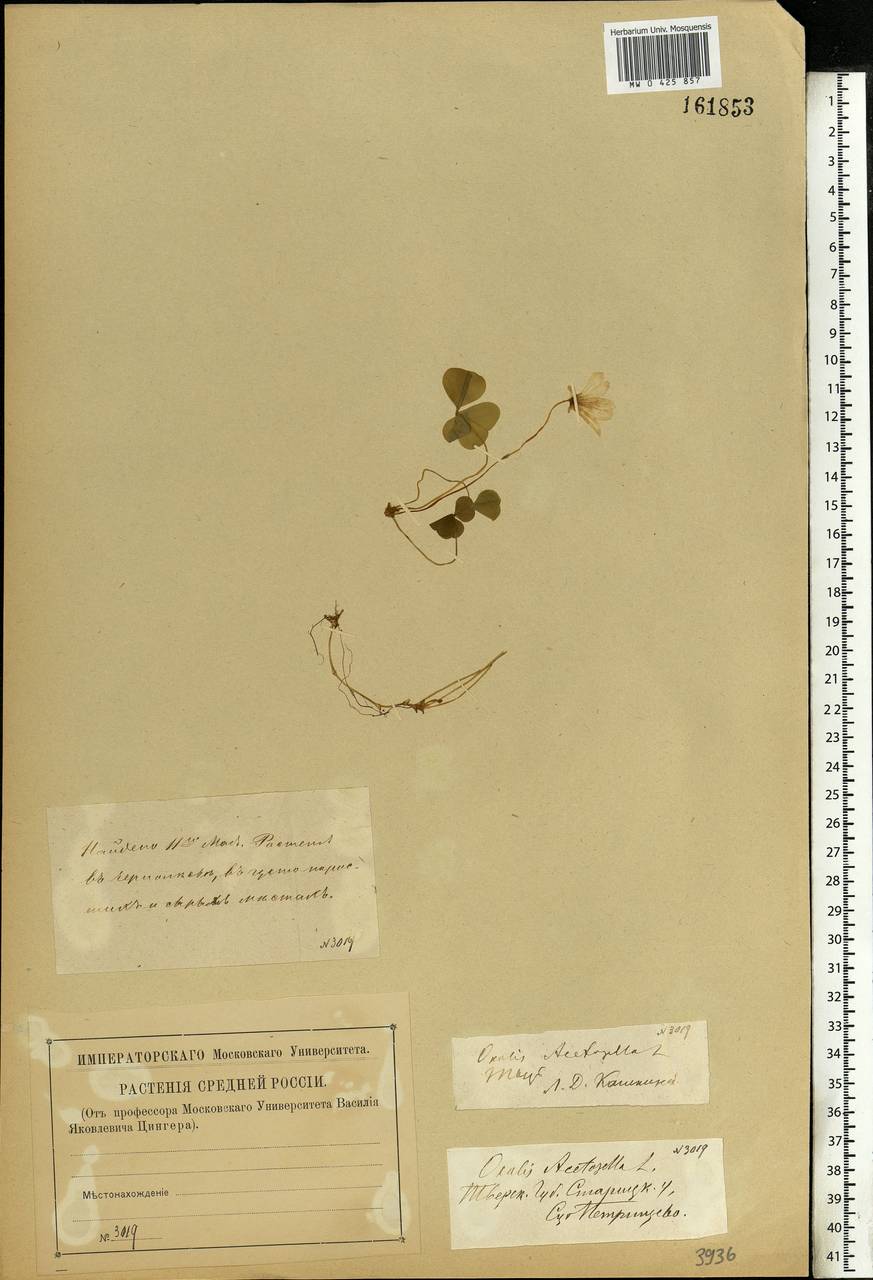 Oxalis acetosella L., Eastern Europe, North-Western region (E2) (Russia)