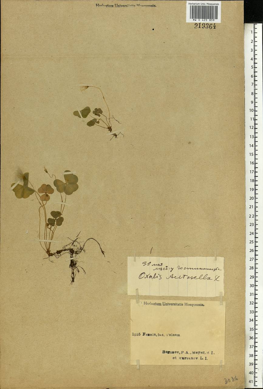 Oxalis acetosella L., Eastern Europe, Northern region (E1) (Russia)