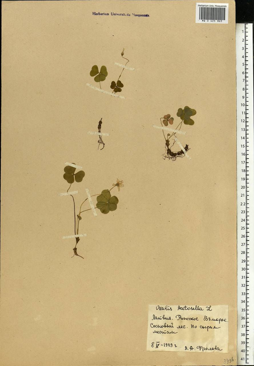 Oxalis acetosella L., Eastern Europe, Latvia (E2b) (Latvia)