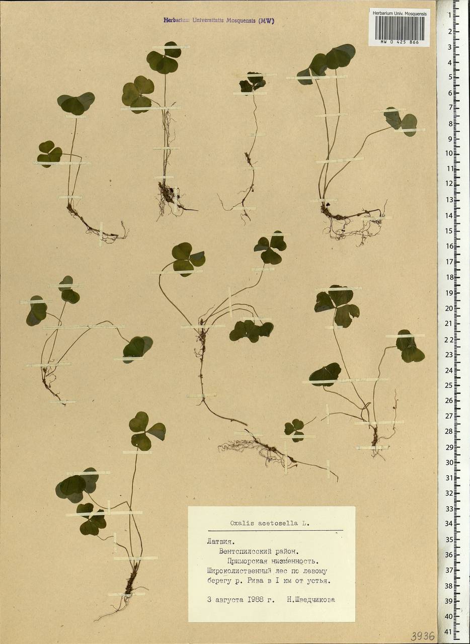 Oxalis acetosella L., Eastern Europe, Latvia (E2b) (Latvia)