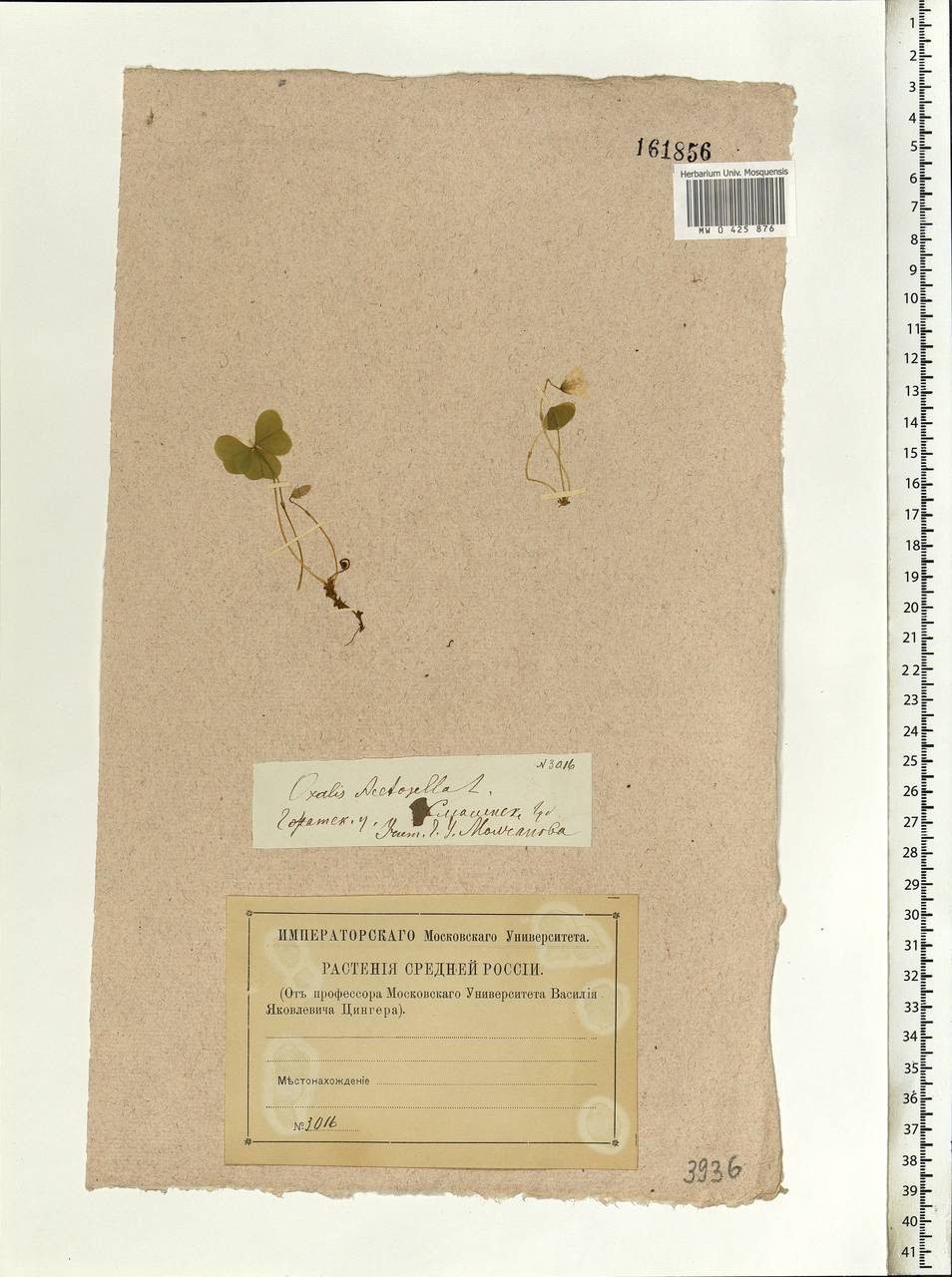 Oxalis acetosella L., Eastern Europe, Western region (E3) (Russia)