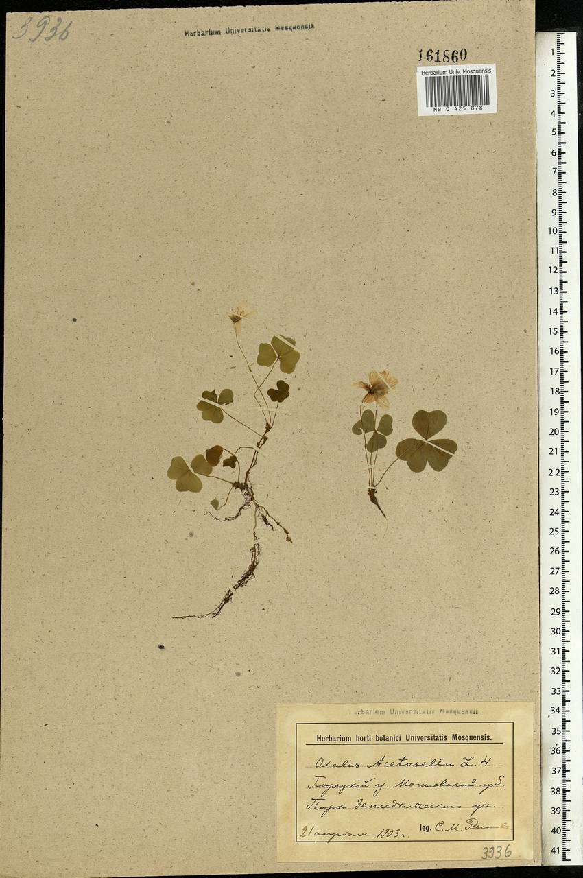 Oxalis acetosella L., Eastern Europe, Belarus (E3a) (Belarus)