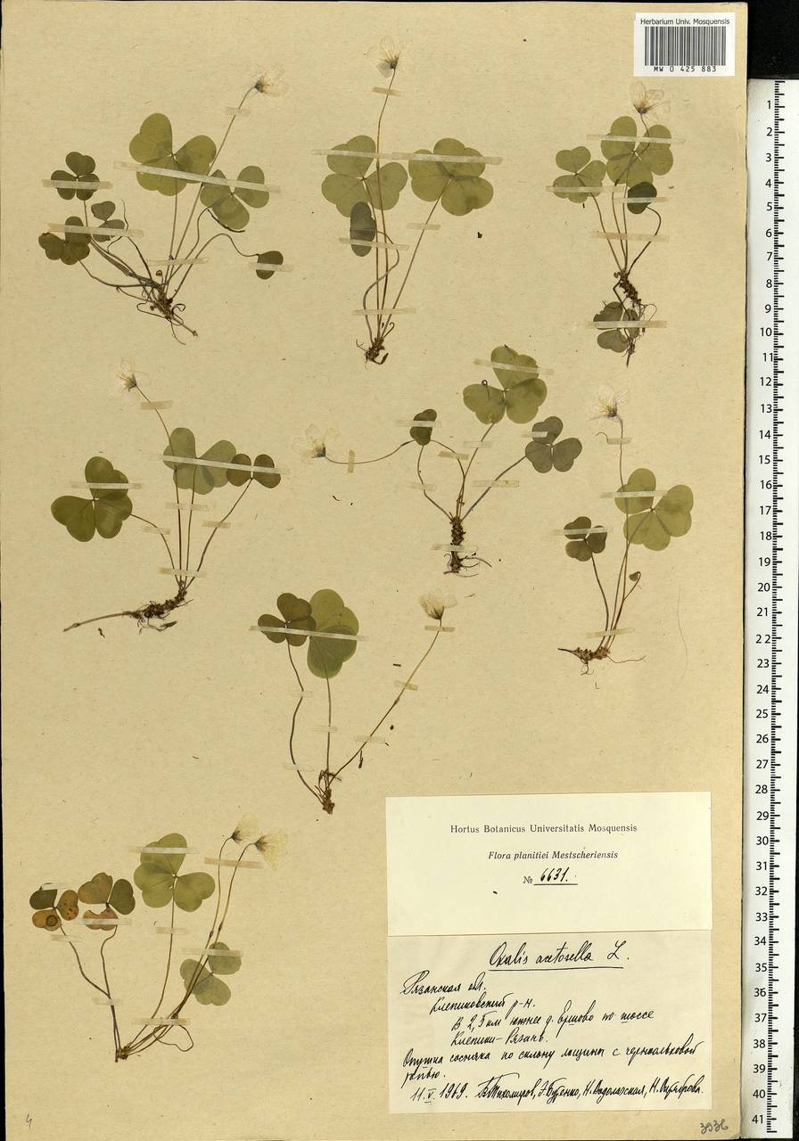 Oxalis acetosella L., Eastern Europe, Central region (E4) (Russia)