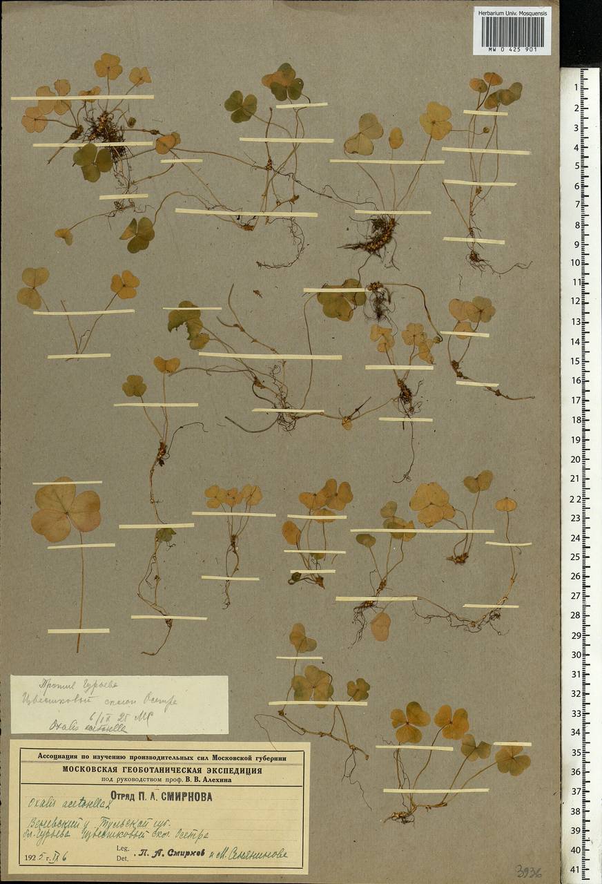 Oxalis acetosella L., Eastern Europe, Central region (E4) (Russia)