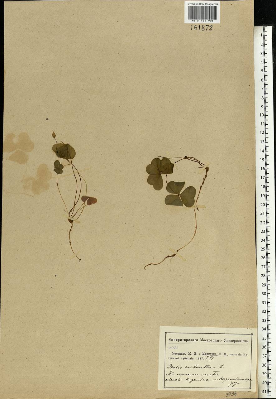 Oxalis acetosella L., Eastern Europe, Central region (E4) (Russia)
