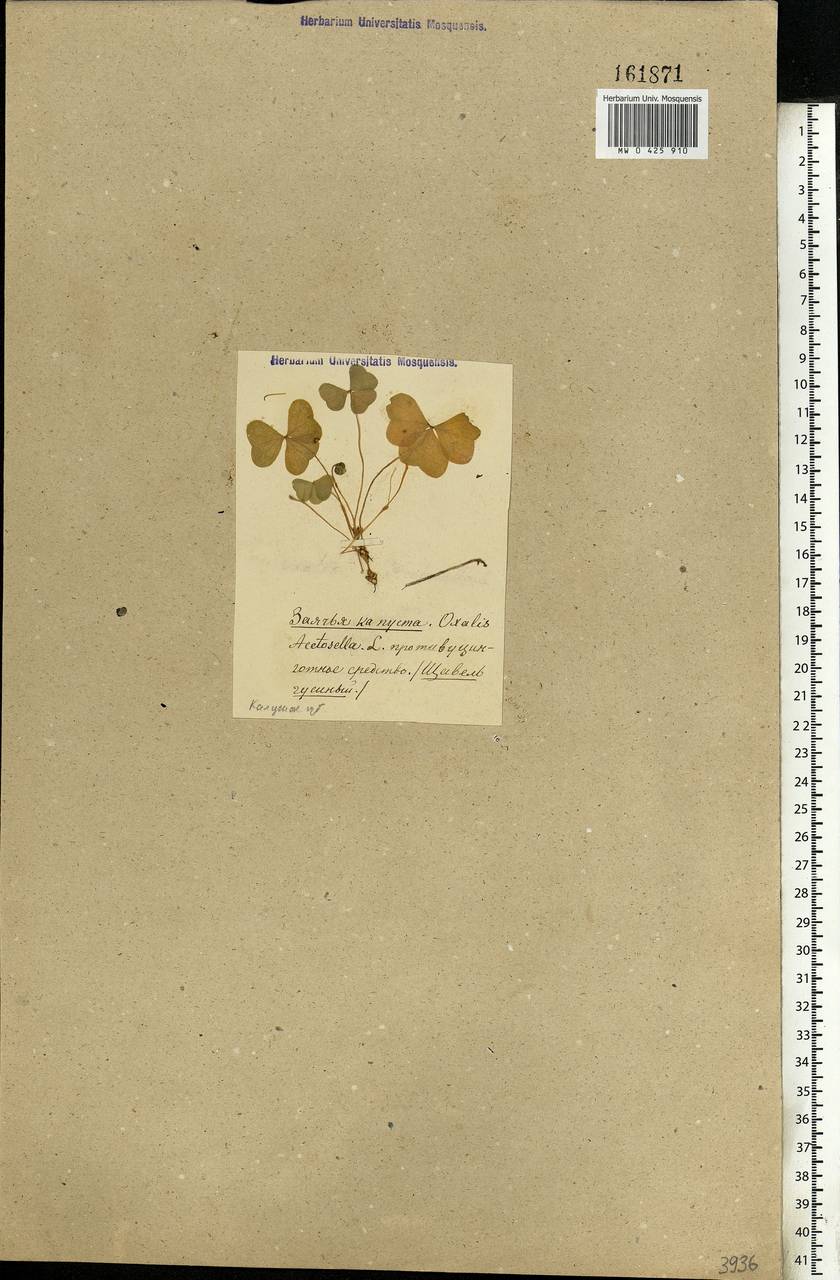 Oxalis acetosella L., Eastern Europe, Central region (E4) (Russia)