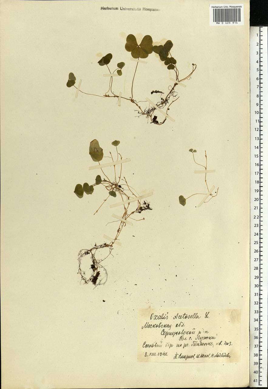 Oxalis acetosella L., Eastern Europe, Moscow region (E4a) (Russia)