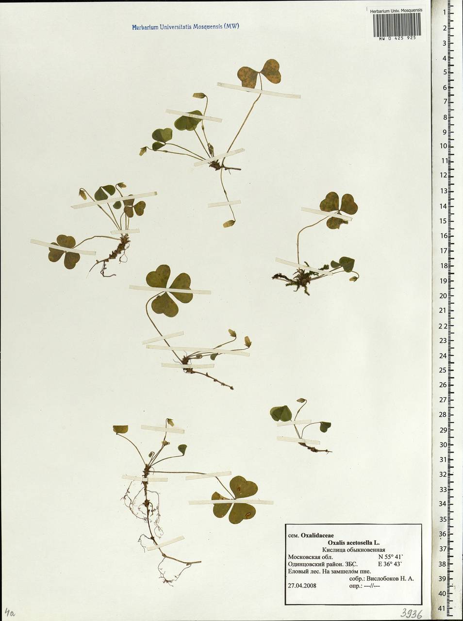 Oxalis acetosella L., Eastern Europe, Moscow region (E4a) (Russia)