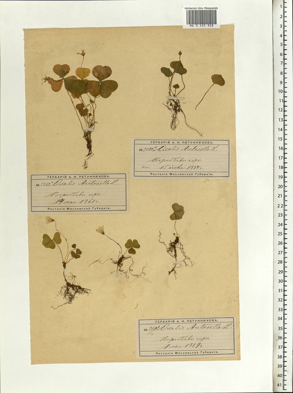 Oxalis acetosella L., Eastern Europe, Moscow region (E4a) (Russia)