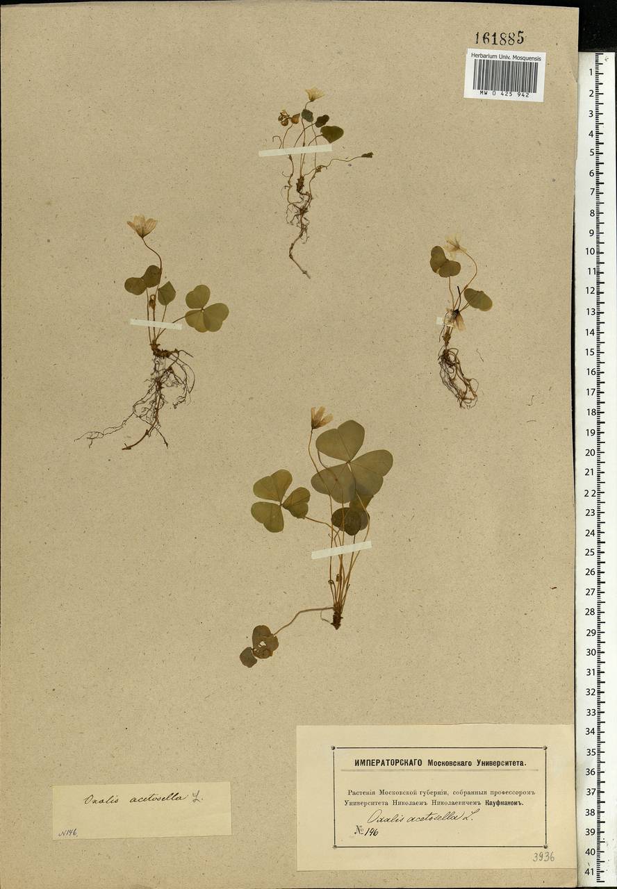 Oxalis acetosella L., Eastern Europe, Moscow region (E4a) (Russia)